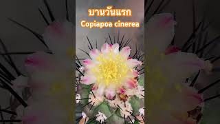 บานวันแรก Copiapoa cinerea Cactus [upl. by Okkin770]