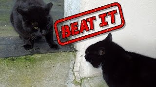 Einstein the cat talking to a pissed off intruder  crazy cat sounds singing  ColonelZap [upl. by Kanal]