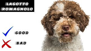 Lagotto Romagnolo Pros and Cons [upl. by Anauqes]