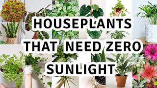 17 houseplant that can survive darkest corner of your house  The Best Low Light Houseplants [upl. by Haimerej]