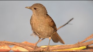 Sabiá cantando Palebreasted Thrush bird singing Turdus leucomelas [upl. by Nwonknu103]