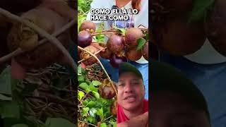 Conocías la fruta del mangostino plantas campo frutas mangostin [upl. by Ahselak]