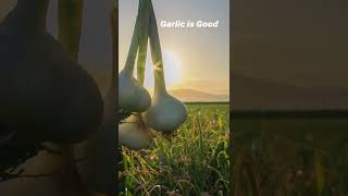 A Behind the Scenes Look at Kyolic Aged Garlic Extract [upl. by Nebe511]