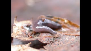 Not all flatworms are bad [upl. by Finah]