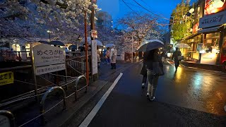 4K・ Rainy night Sakura cherry at Tokyo Meguro River・4K HDR [upl. by Enilaf]