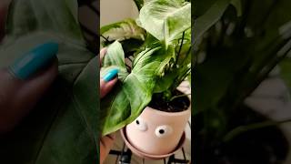 My cute dwarf syngonium plant syngoniums syngoniumpinksplash [upl. by Ynnaffit118]