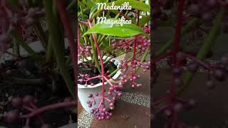 Medinilla Magnifica  Rose Grape [upl. by Jillayne569]