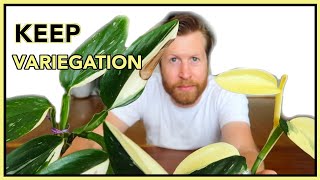 How to Keep Variegation in Plants  Houseplant How to Ep 27 [upl. by Anitsrihc]