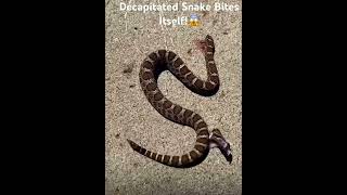 Decapitated Snake Bites Itself😱 wildlife snake [upl. by Beaston336]