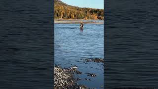 Fall fishing on the Kenai alaska nature fall fishing [upl. by Norita224]