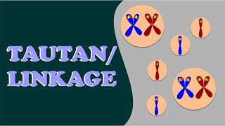 Tautan Gen atau Linkage I Penyimpangan Hukum Mendel I BAB POLA HEREDITAS [upl. by Roti]