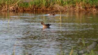 小水鴨  Greenwinged Teal  Anas crecca [upl. by Templer]