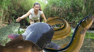 Top video Harvesting fish with nets using water pumps to catch fish and fish traps eel traps [upl. by Bollay]