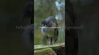 Whipbird in romantic mood birds beautifulbirds birding birdsphotography shorts shortvideo [upl. by Ayidan]