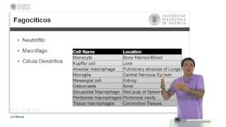 Células del Sistema Inmunitario   UPV [upl. by Ahsert]