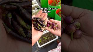 Organic chilli harvest  My terrace garden gardening shorts plantlover flowers trendingshorts [upl. by Hiltan]