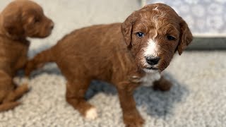 Hazels medium goldendoodles 3 weeks 1 day old [upl. by Gresham]