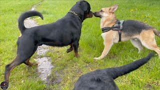 Rottweilers VS German Shepherd [upl. by Eedebez999]