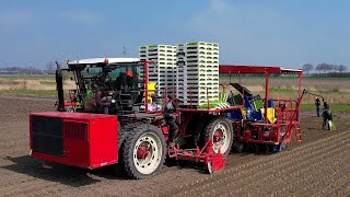 Knolselderij planten  Planting Celeriac  Knollensellerie Pflanzen  Ferrari Growtech  Agrifac [upl. by Ailima154]