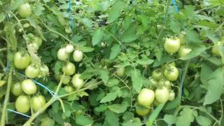 Top Tomato Padma f1 farm [upl. by Stalk]