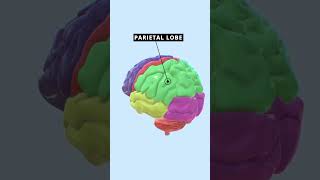 Cerebral Lobes Part 1 brain medical [upl. by Yrome]