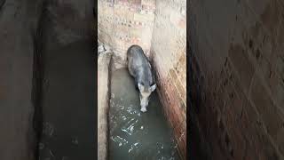 Wild Boar Drink Water pig boar pigfarmvideo animal viral wildpig wildboar wildlife farmlife [upl. by Evad870]