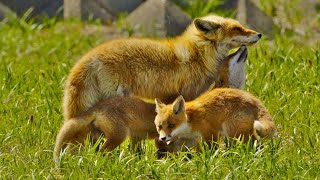 Three baby foxes cuddling with their mother：母キツネに甘える3匹の子ギツネ [upl. by Doralynne]