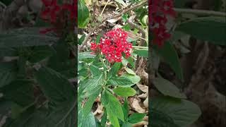 Pentas lanceolata Star flowerEgyptian star cluster flower garden ornamental shorts [upl. by Elleirda]