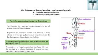 Fisiología del Dolor [upl. by Emma]