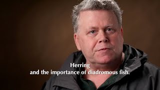 Herring and the importance of diadromous fish with Dave Sargent [upl. by Coben869]