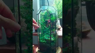 Different ways to water moss terrarium indoorgarden terrariums mossterrarium [upl. by Tarrah]