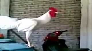 El gallo que canta y se rie [upl. by Nerfe]