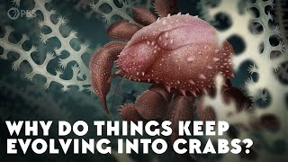 Why Do Things Keep Evolving Into Crabs [upl. by Bertie942]