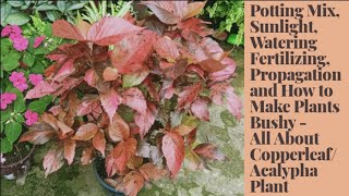 Complete Care of CopperleafAcalypha Wilkesiana Propagation and How to Make Plants Bushy [upl. by Wald38]