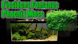 How To Grow Aquarium Moss amp Liverwort Fissidens Phoenix Moss part 2 [upl. by Weinshienk]