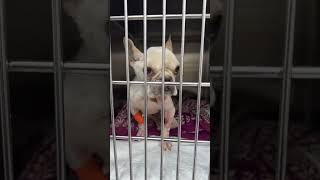 ❗URGENT❗Ravaged By Hunger This SkinandBone Pup Pleads For Help Edging On The Brink STORY BELOW [upl. by Xino]