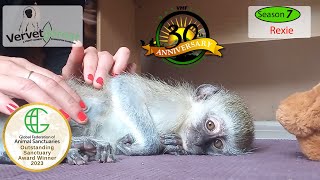 Rexies Unbelievable Journey Rescued Baby Monkey with a Fractured Neck [upl. by Harmonie]