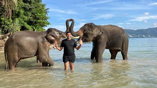 2022 Thailand Elephant Swims at Lucky Beach Phuket [upl. by Mutz]