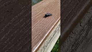 Huge Black Horse Fly [upl. by Jasmina]