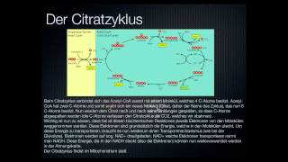 Stoffwechsel des Muskels Wie kriegt der Muskel seine Energie Teil 22 [upl. by Refotsirk]