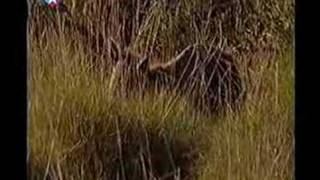 possible tasmanian tiger filmed in Australia [upl. by Aitrop]