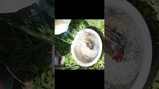 how we prepare snail recipeoffgrid homestead outdoor village cookingviralshorts [upl. by Anivid]