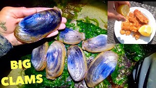 GAPER CLAM  Catch n Cook  Delicious Fried Clam Valves [upl. by Gable468]