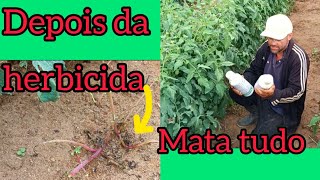 Melhor herbicida para tomate 🍅herbicidatomate [upl. by Abbottson]