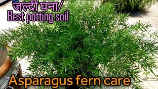 Asparagus fern careजल्दी घनाBest potting soil [upl. by Nodnarb]