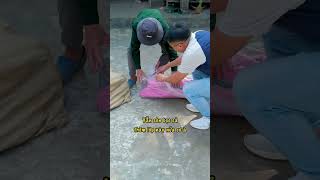 Tập 32 30 năm trước đi rừng nay kiếm tiền tỷ A Chinh quá may mắn hoangdantuyetlangson shortvideo [upl. by Hteazile941]