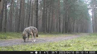 Wilk Canis lupus obszar Nadleśnictwa Siewierz 10042023 [upl. by Alisander]