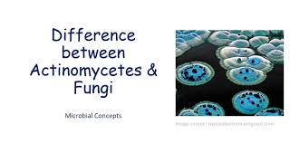 Difference between Actinomycetes amp Fungi fungi actinomycetes  Microbiology  Viva que [upl. by Ecirehs]