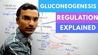 Gluconeogenesis regulation [upl. by Feodor998]