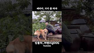 베리야 나 가지 좀 따자 골든리트리버 goldenretriever 시골집 시골생활 rusticity 강아지일상 shorts [upl. by Llehcear749]